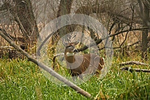 White-tailed Deer Buck