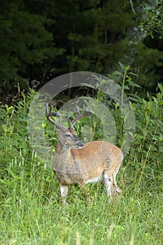 White Tailed Deer Buck