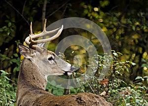 White Tailed Deer Buck