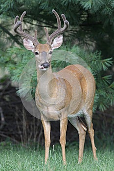 White-tailed Deer Buck