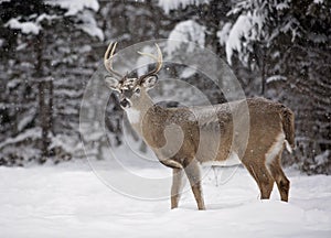 White-tailed deer buck