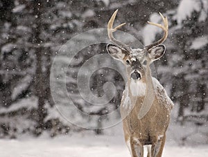 White-tailed deer buck