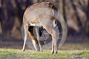 White-tailed Deer Buck  818062