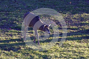 White-tailed Deer Buck  818227