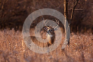 White-tailed deer buck