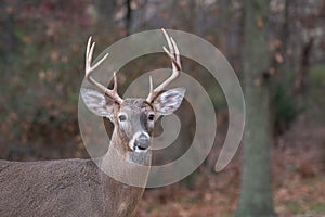 White-tailed deer buck along the edge of the woods photo