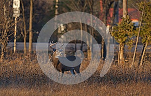 A white-tailed deer buck along the road in the early evening light during the rut