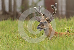 White-tailed Deer buck with antlers n grass with giddy funny face photo