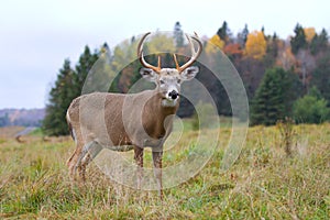 White-tailed deer buck photo