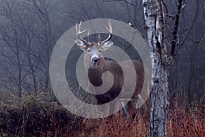 White-tailed deer buck in the autumn fog in the forest, Canada