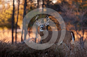 White-tailed deer buck in autumn rut, Canada photo