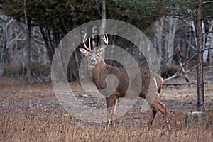 White-tailed deer buck in autumn rut