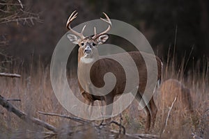 White-tailed deer buck in autumn rut in Canada photo