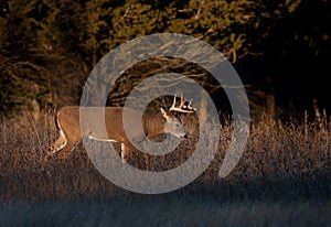 White-tailed deer buck in autumn rut