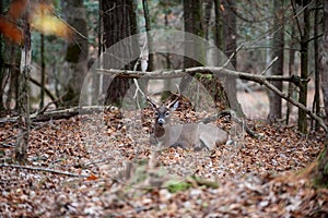 White-tailed deer buck bedded in woods photo