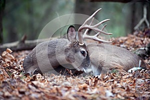 White-tailed deer buck bedded in woods photo