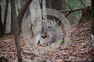 White-tailed deer buck bedded in woods