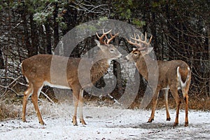 White-tailed deer buck photo