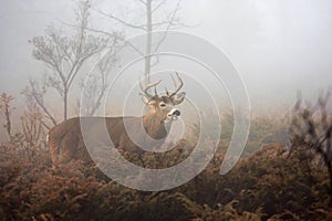 A White-tailed deer buck closeup with huge neck walking through the foggy woods during the autumn rut in Ottawa, Canada