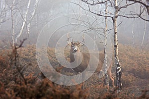 A White-tailed deer buck closeup with huge neck walking through the foggy woods during the autumn rut in Ottawa, Canada