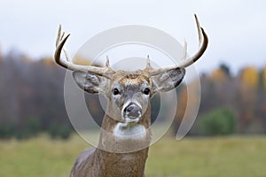A White-tailed deer buck closeup walking through the meadow during the autumn rut in Canada