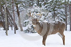 A White-tailed deer buck closeup in the winter snow during the autumn rut in Ottawa, Canada