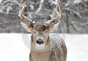 A White-tailed deer buck closeup in the winter snow during the autumn rut in Ottawa, Canada