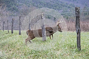 White Tailed Deer Buck crawls under a barbed wire fence in Cades Cove.