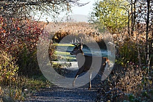 White-tailed deer buck crossing hiking trail