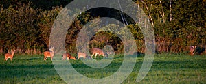 White-tailed deer buck, doe and fawns feeding in a Wisconsin hay field in early September