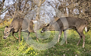 White-tailed deer buck and doe