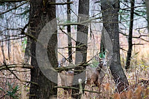 White-tailed deer buck and doe odocoileus virginianus standing in a Wisconsin forest in November