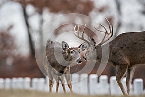 Whitetailed deer buck and doe