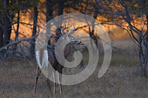 A white-tailed deer buck in the early evening light during the rut