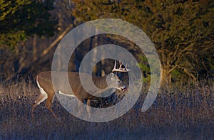 A white-tailed deer buck in the early evening light during the rut