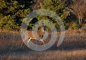 A white-tailed deer buck in the early evening light during the rut