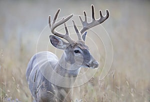 A White-tailed deer buck on an early golden morning with velvet antlers in summer in Canada