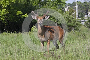 A White-tailed deer buck in the early morning light with velvet antlers in spring in Canada