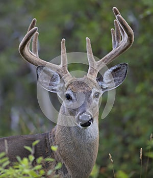 A White-tailed deer buck in the early morning light with velvet antlers in summer in Canada