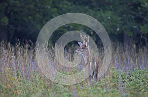 A white-tailed deer buck in the early morning light with velvet antlers in summer in Canada