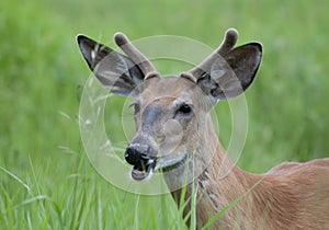 A White-tailed deer buck in the early morning light with velvet antlers in summer in Canada