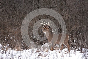 A white-tailed deer buck in the early morning snow during the rut