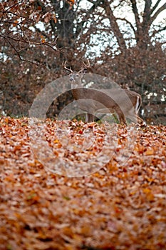 White-tailed deer buck in fall