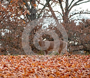 White-tailed deer buck in fall