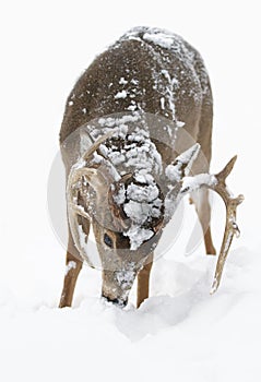 A White-tailed deer buck feeding in the winter snow