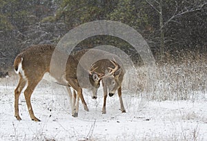 A white-tailed deer buck fighting with another buck during the rut in the early morning autumn light