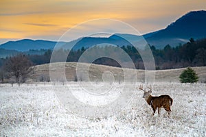 White-tailed deer buck in frosty field