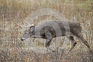 A White Tailed Deer Buck has his horns lowered, walking fast.