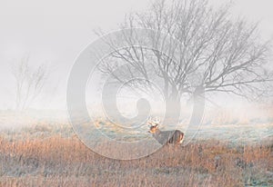 White-tailed deer buck on hillside in the fog in Canada