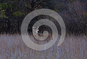 White-tailed deer buck with huge neck looking for a mate during the rut in the early morning autumn light in Canada